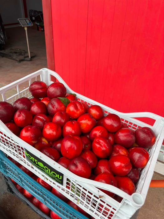 Nectarine Crimson Gold românești – Vânzare Engros