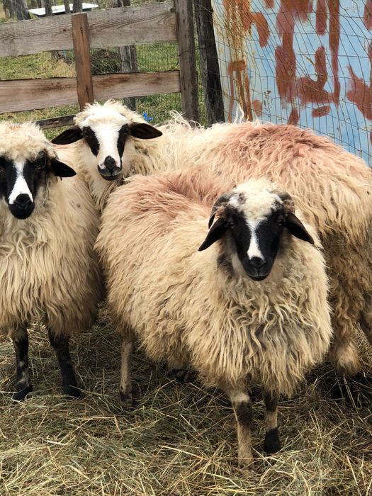 Vand mieluta brează