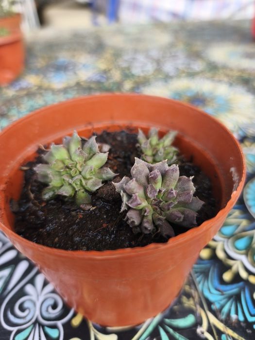 Продам суккуленты садовые.