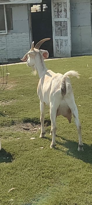 Vând capră metis Anglonubiană cu alpină