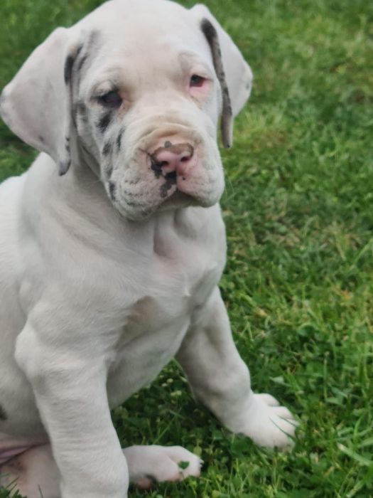 Vând pui Dog German