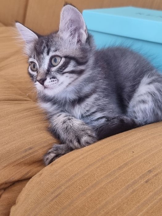 Котёнок, девочка
