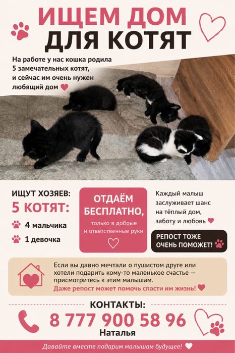В добрые руки бесплатно!