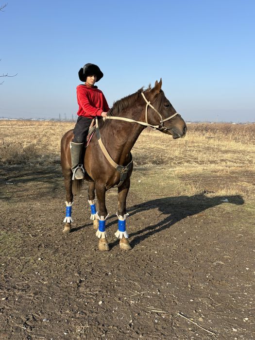 Айғыр сатылады