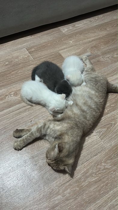 Продам котят им 2 месяца