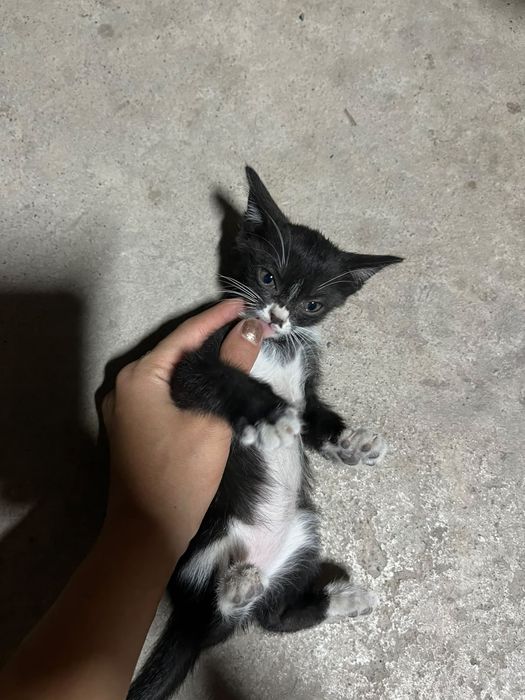 Отдадим котёнка в добрые руки
