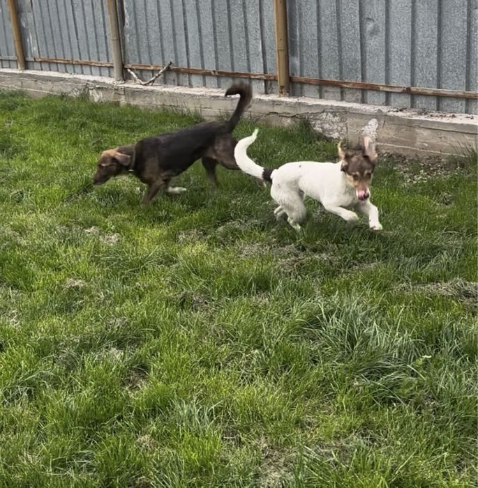 Щенок - подросток, девочка .