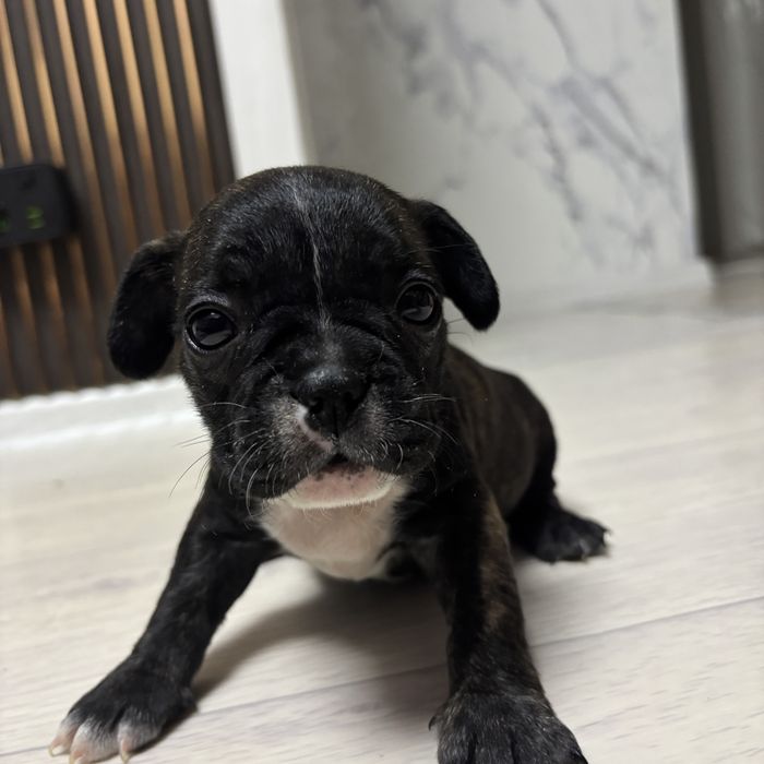 Продам щенят девочек француского бульдога