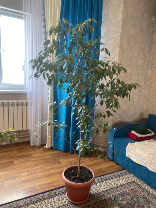 Фикус Бенджамина сатылады.