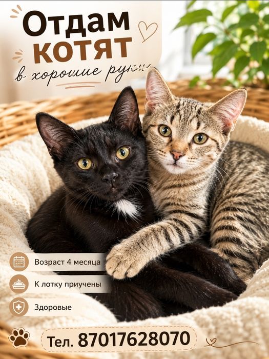Отдам котят в хорошие руки