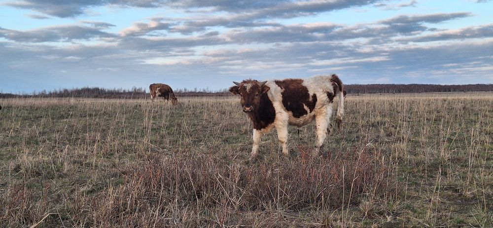 Подсос бұқа сатылады.