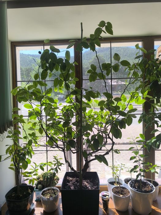 Продам лимон большой