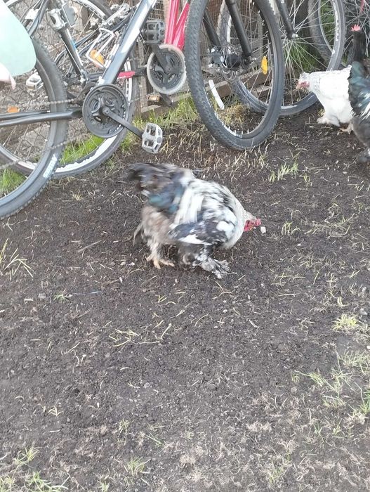 Cocoși tineri din luna mai