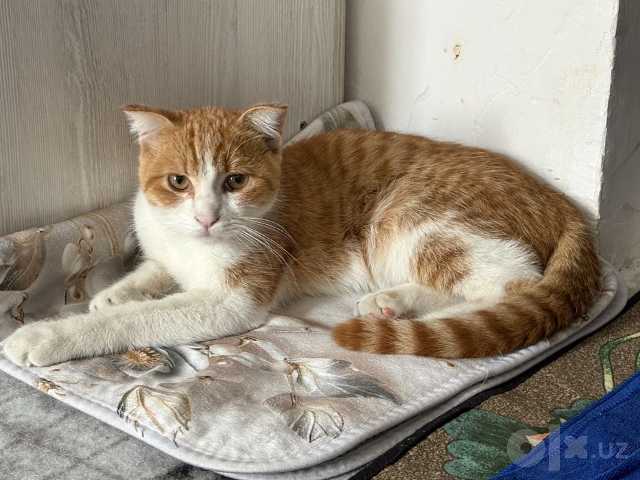 Отдается в хорошие руки рыжий кот кострат спокойный тихий рыжий