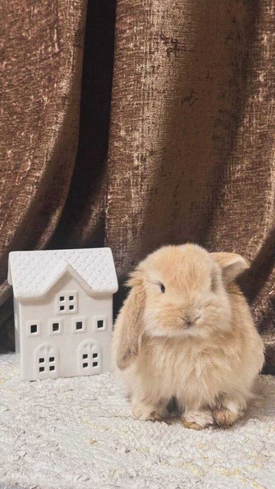 Декоративные кролики пара+клетка+корм