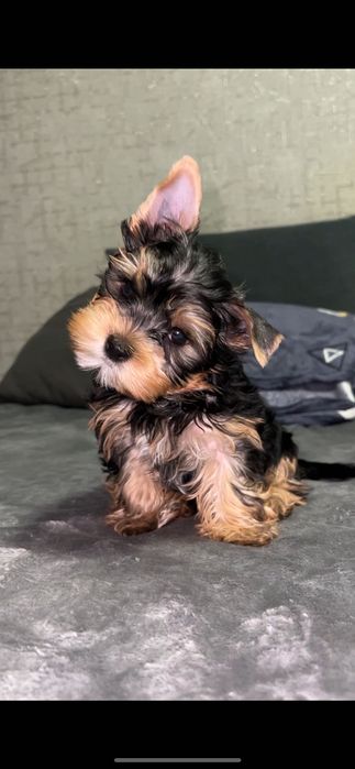 Щенок йоркширского терьера