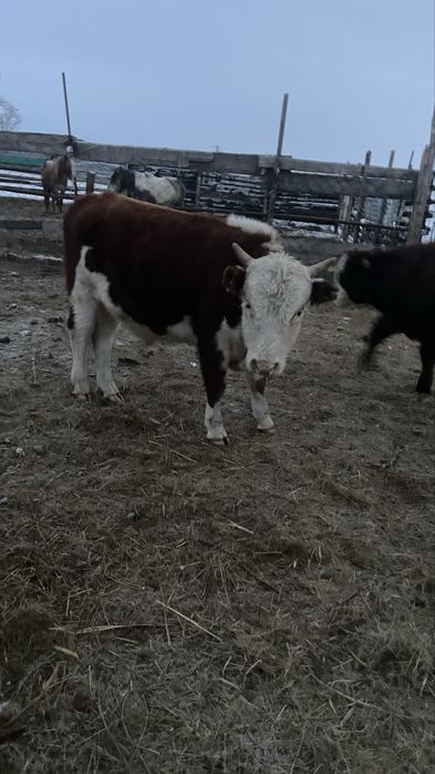 Палтошакалар потсостар сатлады