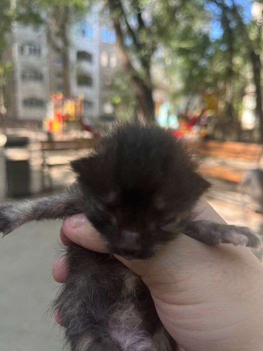 Отдам котят , мама пропала (((