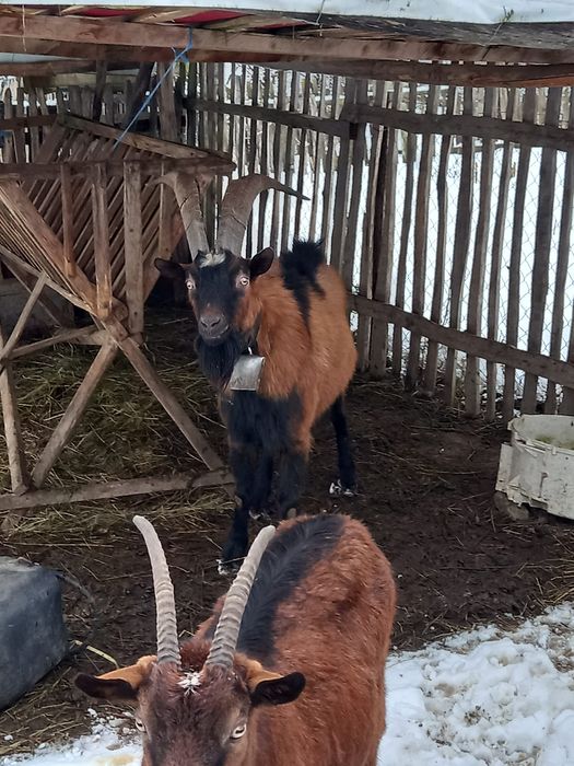 Vand țap de origine alpină