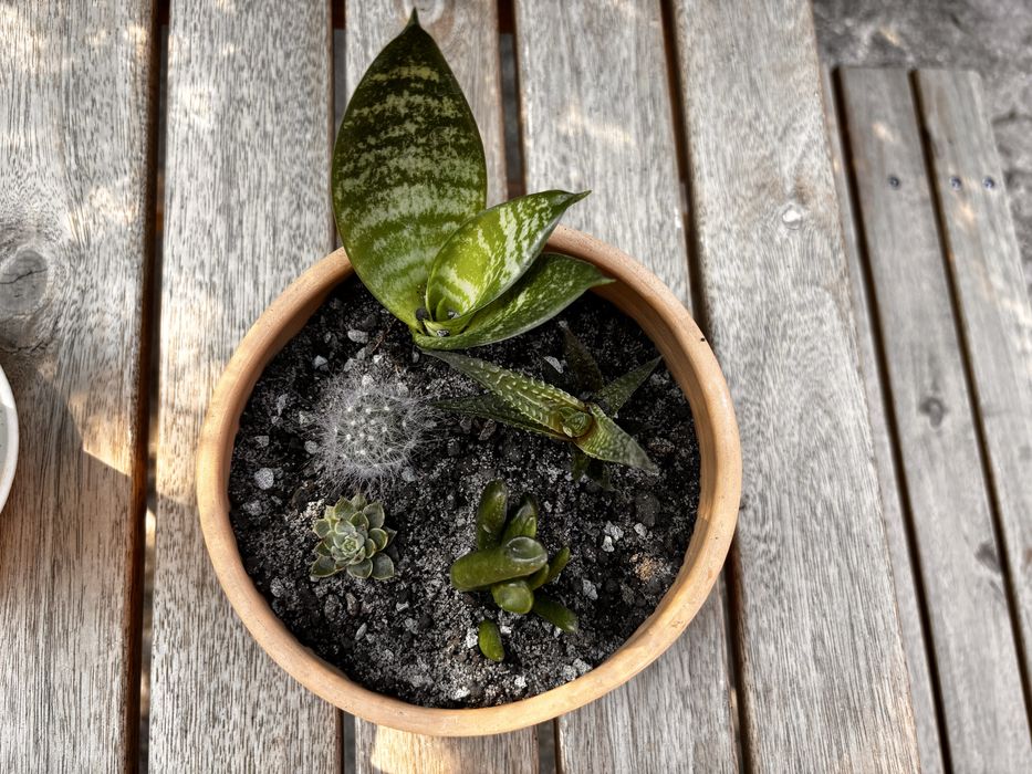 Sansevieria Panthera (Limba socrei) în ghiveci cu farfurioară