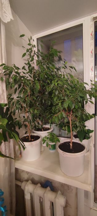 Продам комнатные растения