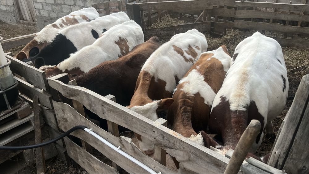 Продам телят, бычки симментальская и галштейн
