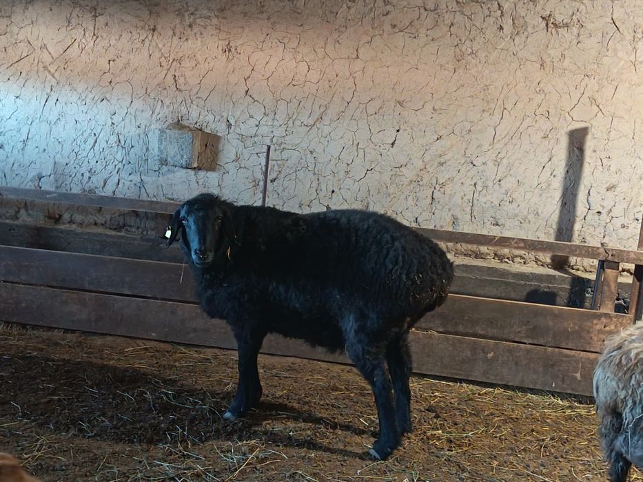 Ісек сатылады семіз