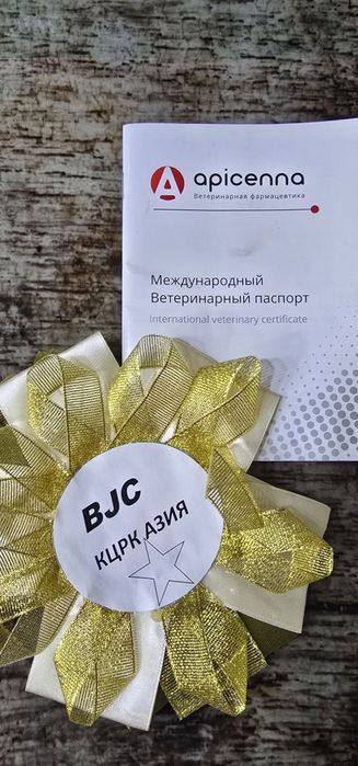 Вязка французский бульдог