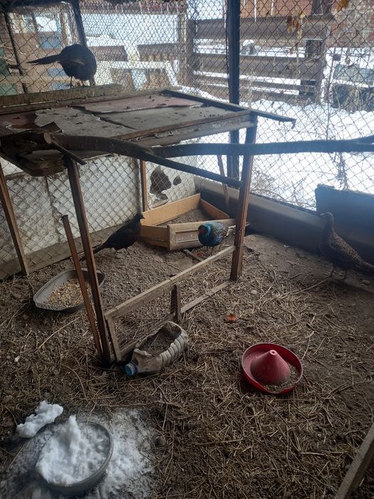 Охотничие фазаны