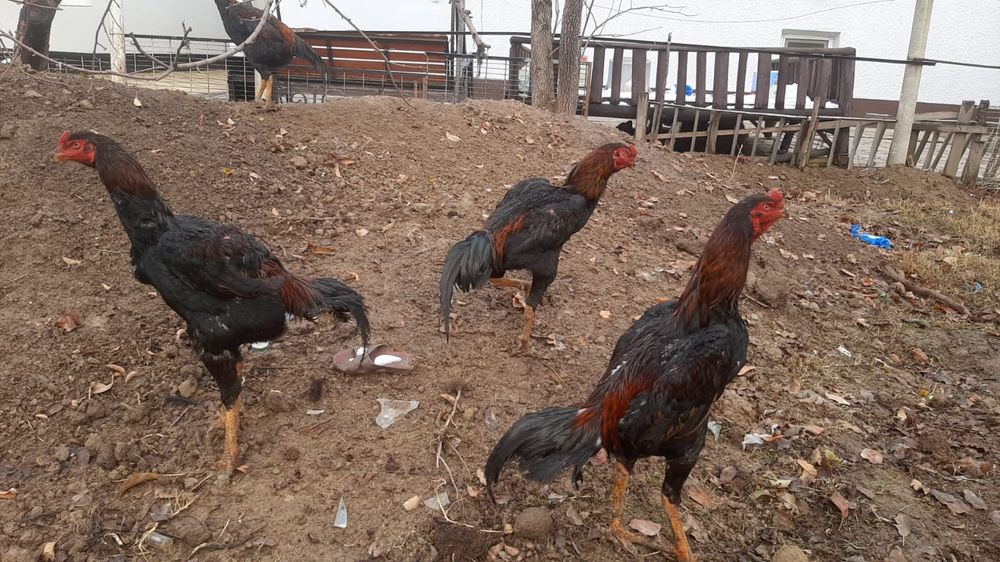 Дакан бойцовский есть