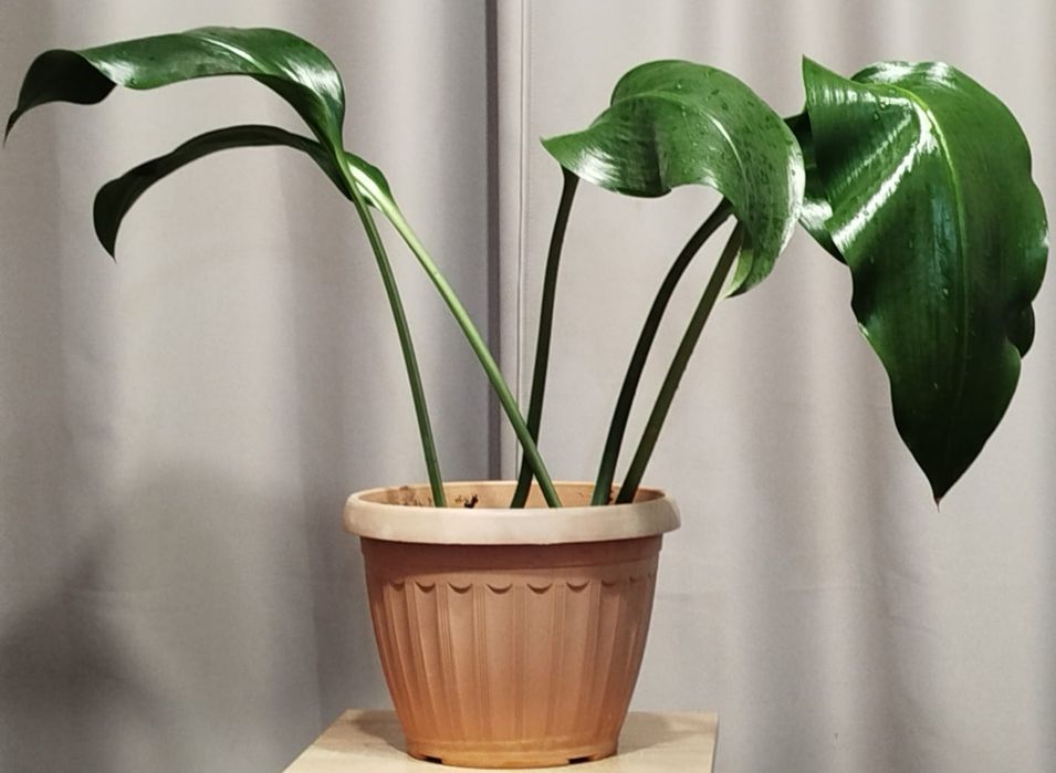 Продам комнатные цветы