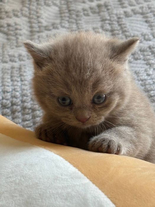 продаются котята скоттиш фолд и страйт. Элитные,породистые