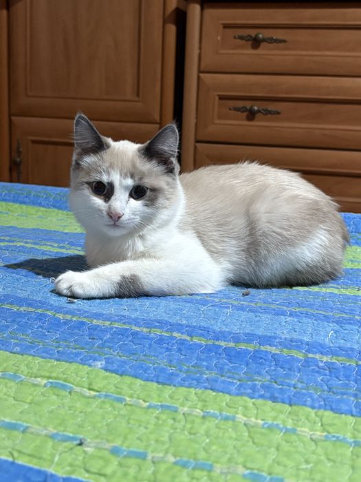 Котенок 3 месяца мальчик