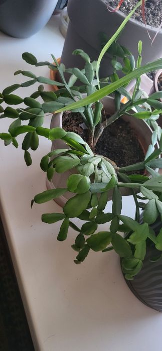 Домашний комнатный цветок