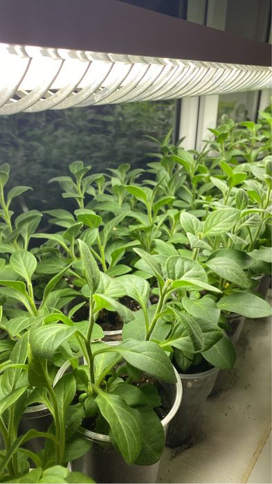 Домашняя рассада