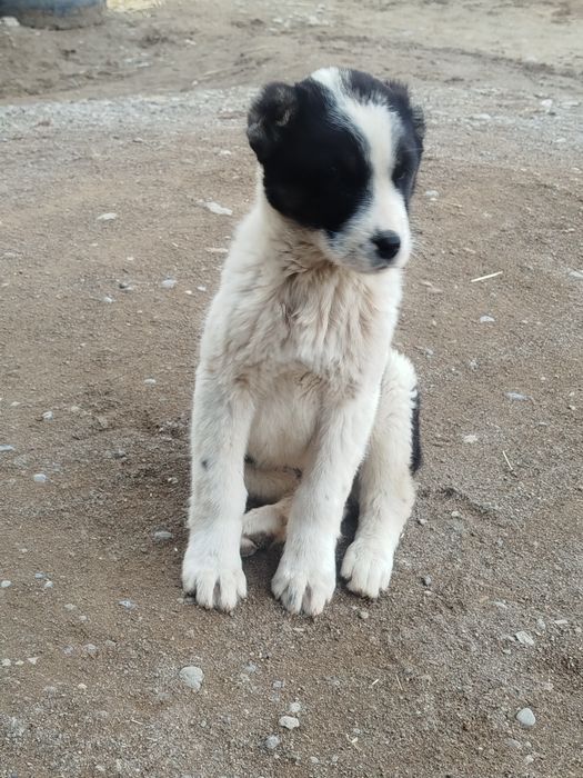 Kuchik sotiladi qiziquvchilar aloqaga chiqsin