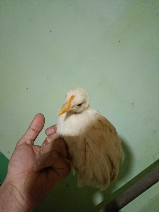 ОПТОМ Жужалар сотилади