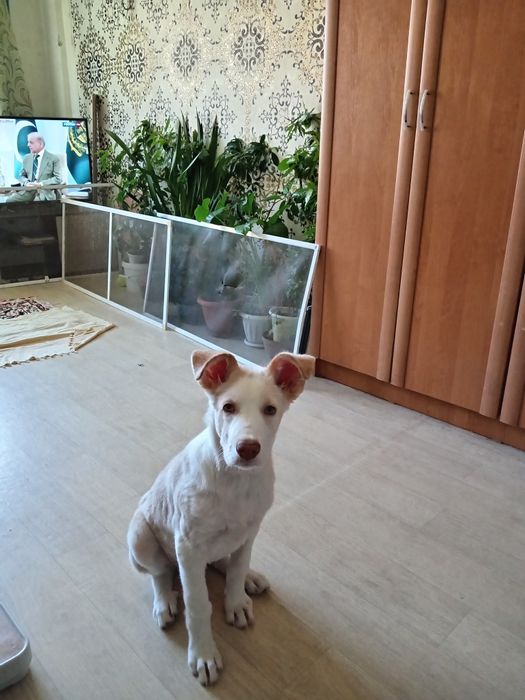 Отдам в хорошие руки