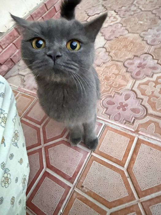 Продается кошка
