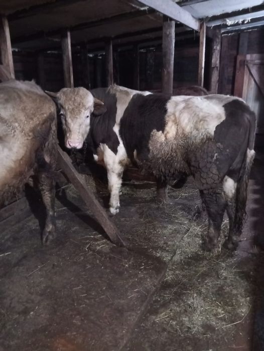 Продам быков с откорма.