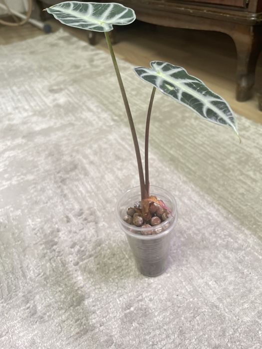 Продам Алоказию Бамбино