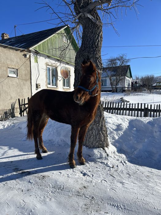 Айғыр сатылады жабы