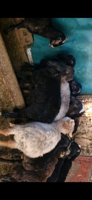 Қой қошқар Қой Қошқар