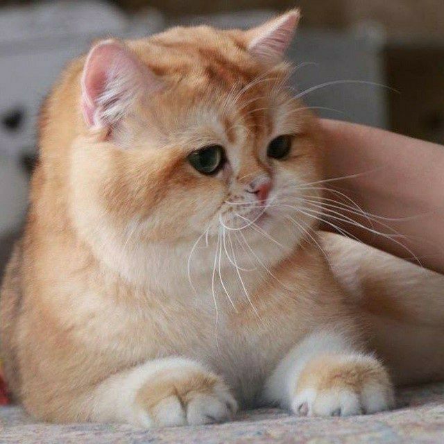 Залатая шиншила, 1 ёшар киз мушук сотилади, манзил Бухоро