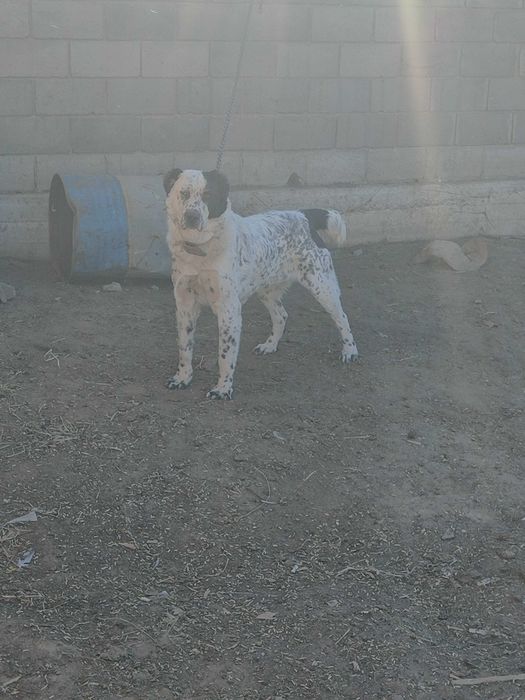 Щенки чистокровных тобетов