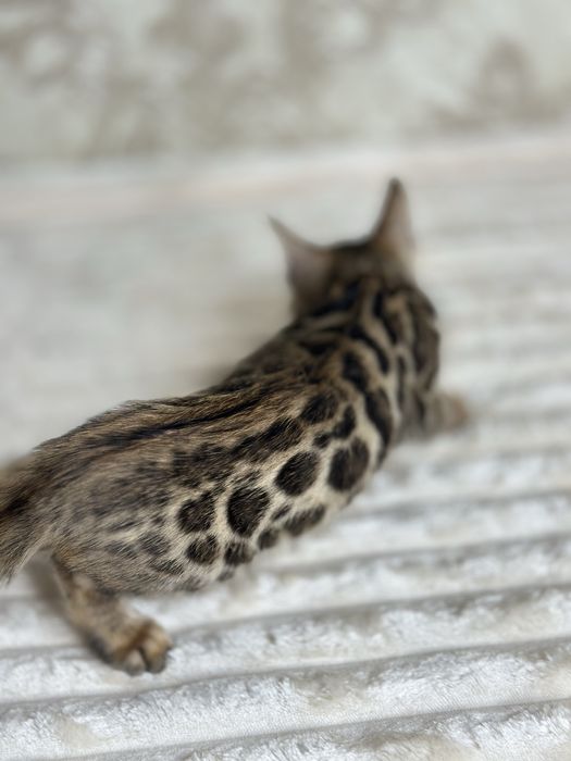 Toza qon bengal bolalari