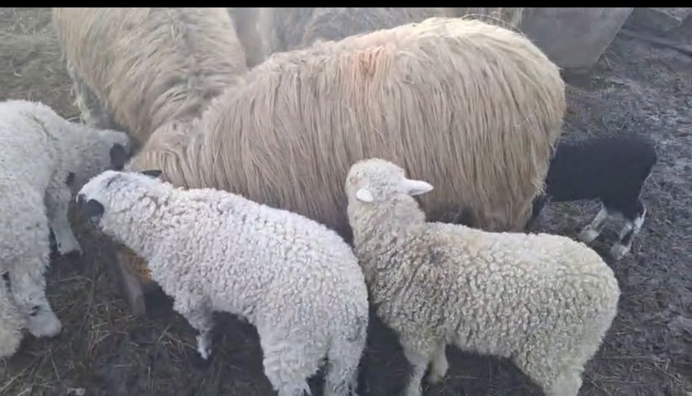 4 oi si 4 mieluțe  la prima fătare  11 milioane bucata bani  vechi