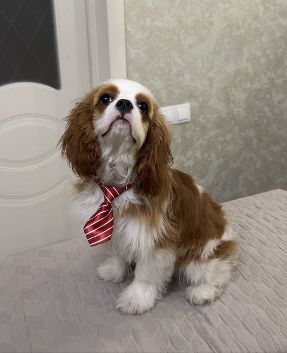 Щенки Кавалер Кинг Чарльз Спаниеля