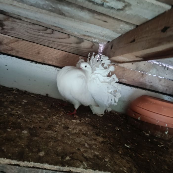 Porumbei voltați albi linie veche originala