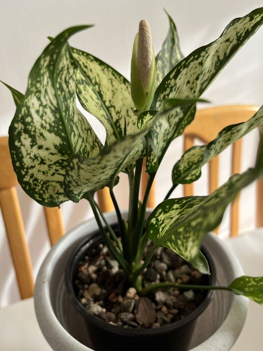 Аглаонема First Diamond